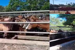 Luque: hallan 46 caballos listos para faena y detienen a dos personas