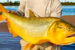 Refuerzan controles para proteger cardumen de dorados