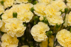 Mercado 4: alta demanda obliga a teñir flores naturales