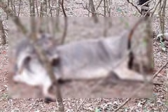 Vaca aparece muerta sin ojos ni lengua en Paso Yobái