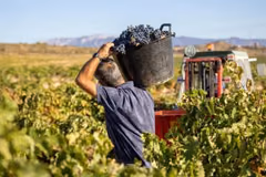 Convocan a paraguayos para empleo temporal en España