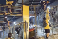 Rescatan a perrito atrapado con una escalera humana