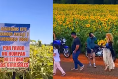 Denuncian robo de girasoles en Caaguazú y anuncian restricciones a visitantes