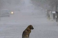 Dejar a tu perro bajo la lluvia podría costarte una multa de hasta G. 58 millones