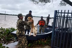 ExBuen Pastor será refugio de animales por inundaciones
