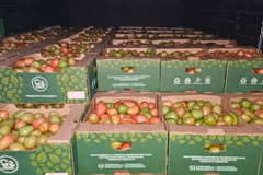 Paraguay exporta por primera vez 28 toneladas de tomate a Brasil