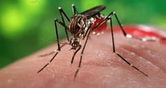 Reportan aumento atípico de casos de chikungunya en el país