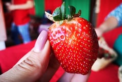 Areguá inicia temporada de frutillas con grandes expectativas
