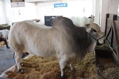 Nelore lidera ranking de faena