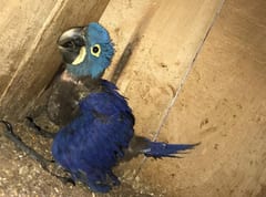 Buscan repoblar guacamayo azul en peligro de extinción