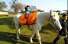 Matan a caballo utilizado en equinoterapia para niños