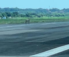 Vaca se pasea en pista del Silvio Pettirossi