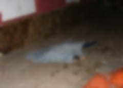 Hombre es asesinado de varias puñaladas por sus vecinos