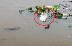 Ministerio niega contaminación en caso de mortandad de peces