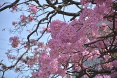 Un orgullo de Paraguay: 11 hermosas postales del lapacho rosado