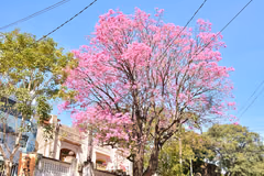 Lapachos en flor posicionan a Paraguay como atractivo turístico