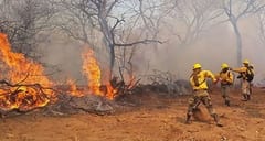 Senado declara emergencia por incendios forestales