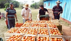 Invitan a feria de productos frutihortícolas