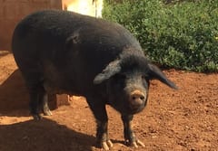 Fiscala ordena a la policía buscar un “chancho negro”
