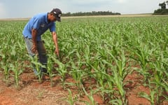 Paraguay crecerá 4% en 2020, vaticina el FMI