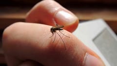 Dengue se dispara: 382 casos en tres semanas