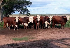 Buscan mejorar ingresos de pequeños productores