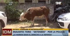 Toro acaba en la comisaría a causa de conflicto