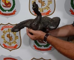 Recuperan ganso robado de la Plaza Constitución