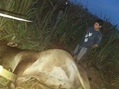 Detienen a un hombre por abigeato en Concepción