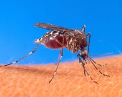 Alerta por DENV-3: riesgo de nueva epidemia