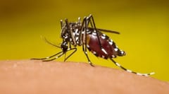 Salud advierte sobre nueve mitos del dengue