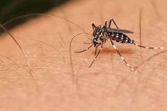 Confirman circulación del serotipo “más agresivo” de dengue