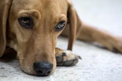 Hombre mató a golpes a su perro, denuncian