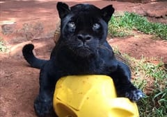 El jaguareté Chito fallece a sus 18 años en Itaipú