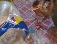 Dijo que ni “su gallina” quiere los víveres y le llovieron las críticas