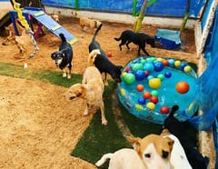 Abandono de animales aumenta ante falta de recursos durante cuarentena