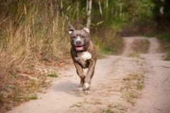 Perros pitbull acaban con la vida de joven que ingresó a vivienda