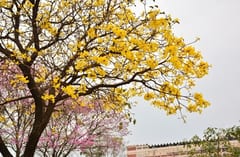 Ciudad argentina elige al lapacho amarillo como “flor oficial”