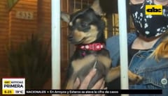 Devuelven a perrita robada de una vivienda en Asunción