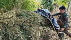 Senad destruye más de 59 toneladas de marihuana en Pedro Juan