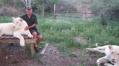 Conservacionista muere tras ser atacado por las leonas que rescató