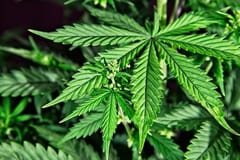 Abdo Benítez veta ley de despenalización del cannanbis medicinal