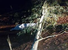 Hombre muere aplastado por un árbol en Arroyos y Esteros
