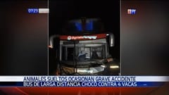 Animales en ruta generan accidente