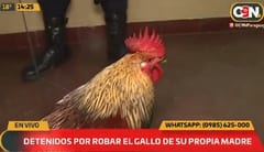 Detienen a dos jóvenes por hurtar un gallo, tras denuncia de la madre