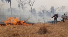 Panorama desalentador a causa de incendios forestales en San Pedro