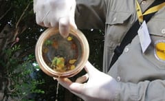 Instan a eliminar criaderos ante invasión de mosquitos