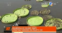 Reaparecen los yacaré yrupé en Limpio