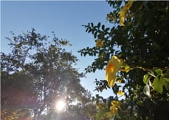 Pronostican domingo caluroso con máxima de 41ºC