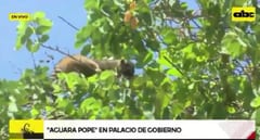 Rescatan a mapache en Palacio de López
